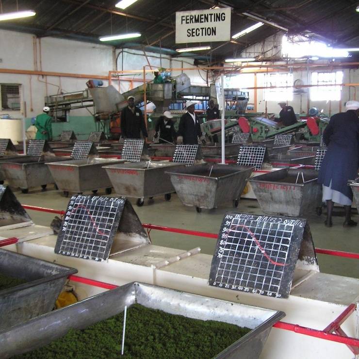 Tee Produktion - Verarbeitung - Oxidieren