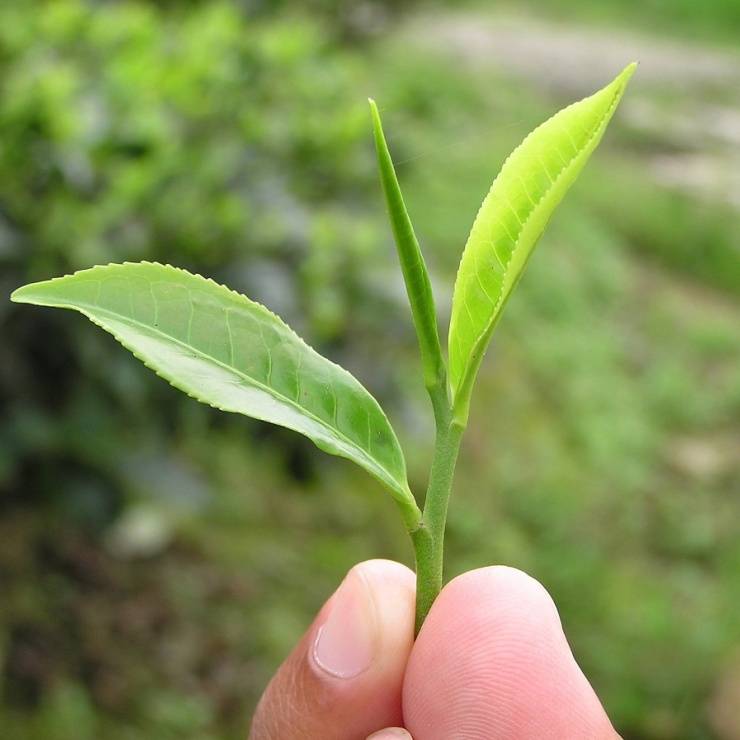 Tee Produktion - Pflückung der Teepflanze