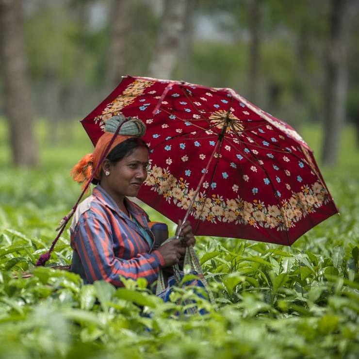 Frau mit Schirm erntet Tee
