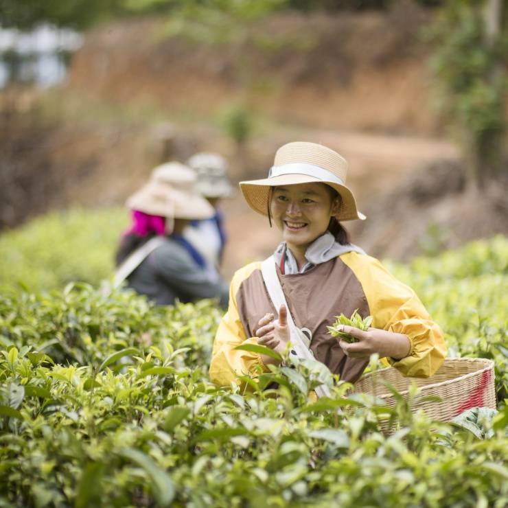 Frauen bei der Teeernte